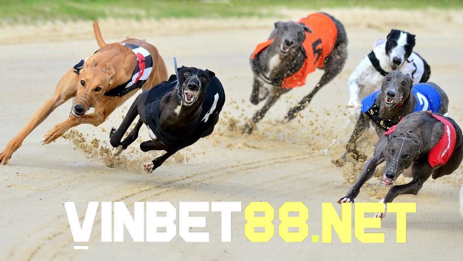 Quá trình huấn luyện chó đua bài bản và chuyên nghiệp