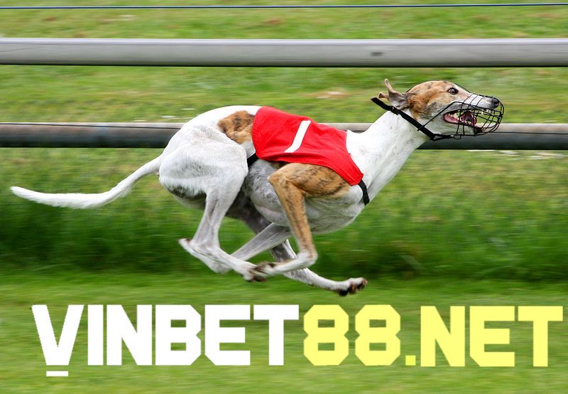 Chế độ ăn của chó đua dinh dưỡng và khoa học