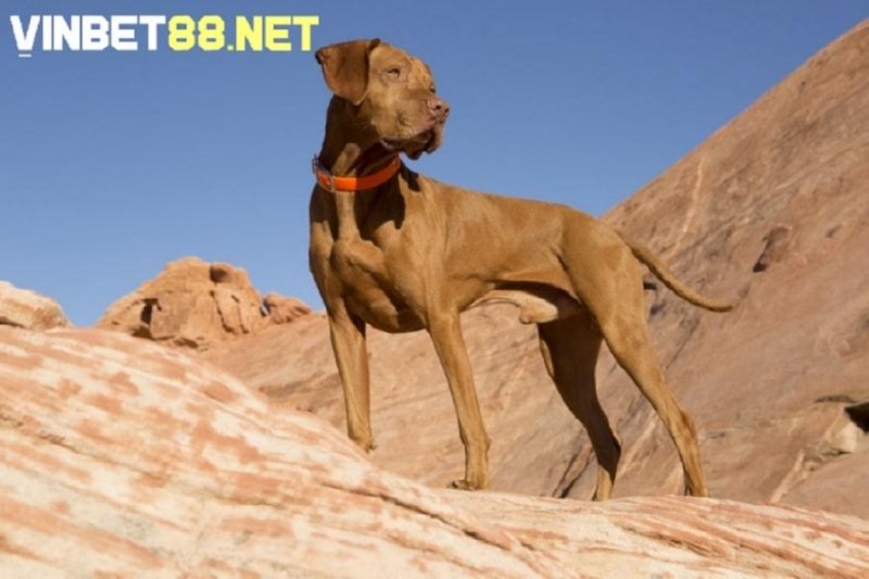 Chó Vizsla sở hữu tốc độ chạy nhanh tối đa lên đến 64 km/h