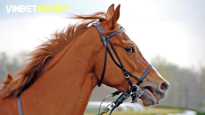 Loài ngựa sở hữu màu sắc bắt mắt tạo nên điểm nhấn tại trường đua Ngựa đua bao nhiêu tiền