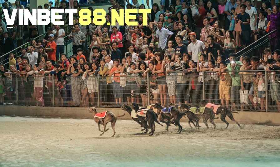 Chó Greyhound là ngôi sao của Trường đua chó Vũng Tàu