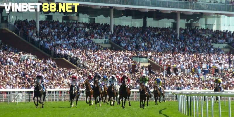 Các thuật ngữ nâng cao trong cá cược đua ngựa