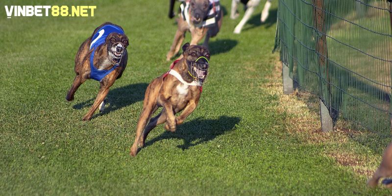 Chó đua nặng kỳ thường thể hiện sức mạnh qua tên gọi