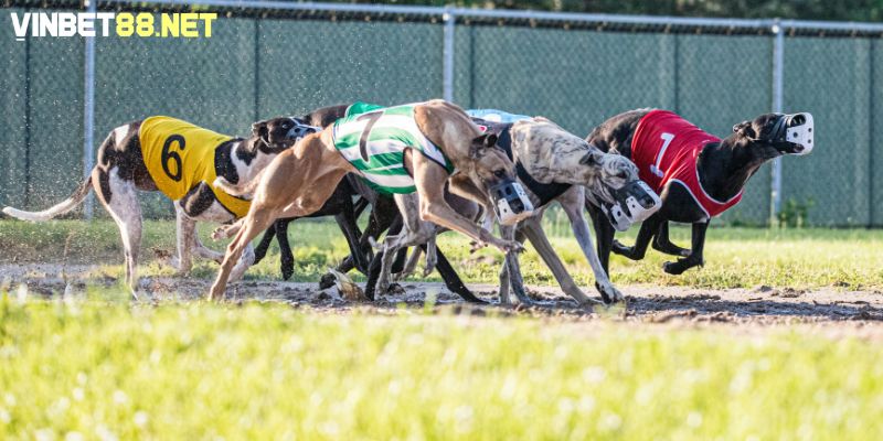 Đặt tên theo tốc độ giúp những chú chó phô diễn được tiềm năng