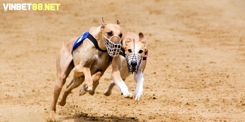 Đặt tên chó theo nguồn gốc và giống loài giúp phân biệt dễ dàng