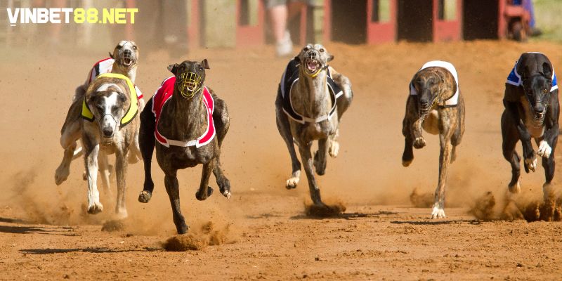 Cách đặt tên cho chó đua theo vóc dáng lớn thể hiện rõ sự oai phong