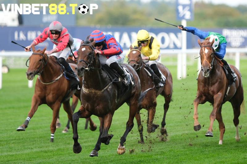 Tuổi thọ của ngựa đua cao hay thấp còn phụ thuộc vào chế độ luyện tập