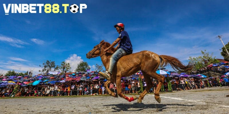 Chi phí mua ngựa đua dựa vào nhiều yếu tố