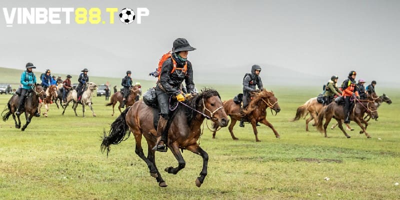 Giá ngựa đua khoảng từ 1,000 USD trở lên