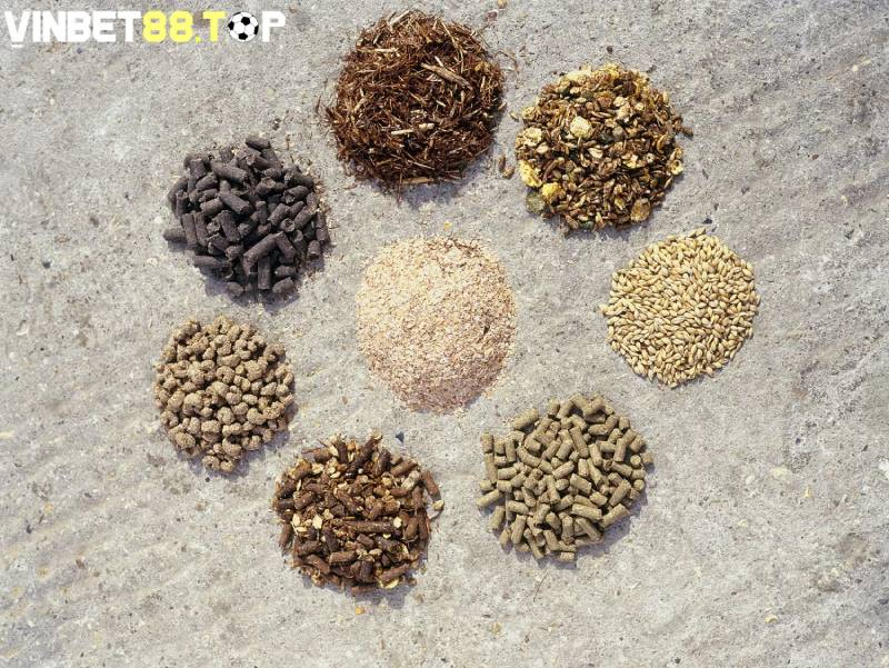 Thực phẩm giữ vai trò quan trọng trong cách chăm sóc ngựa đua hiệu quả